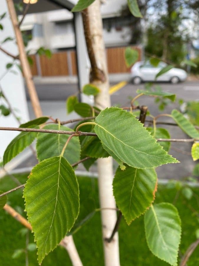 Brzoza himalajska 19