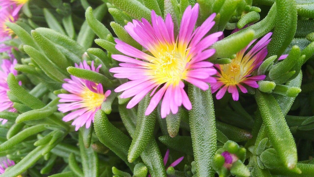 Pianta di ghiaccio 2