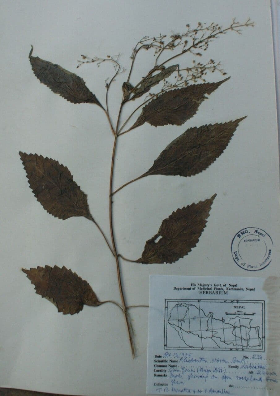 Isodon lophanthoides 10