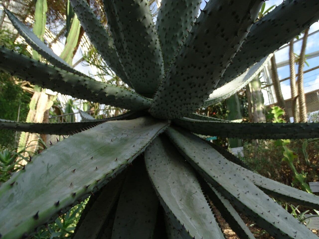 Transvaal-Aloe 10