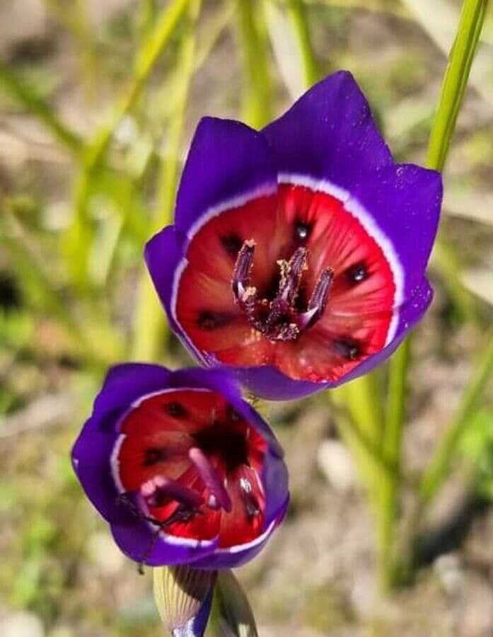 Geissorhiza 2