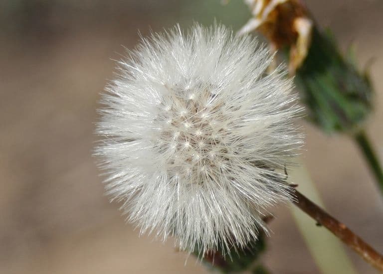 Agoseris apargioides 3