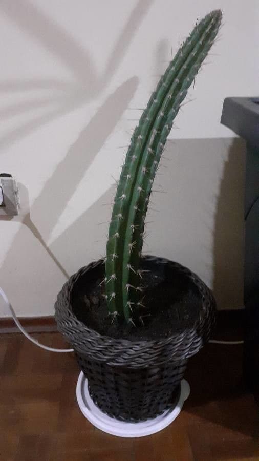 Pilosocereus 3