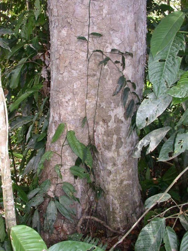 Vochysia guatemalensis 16