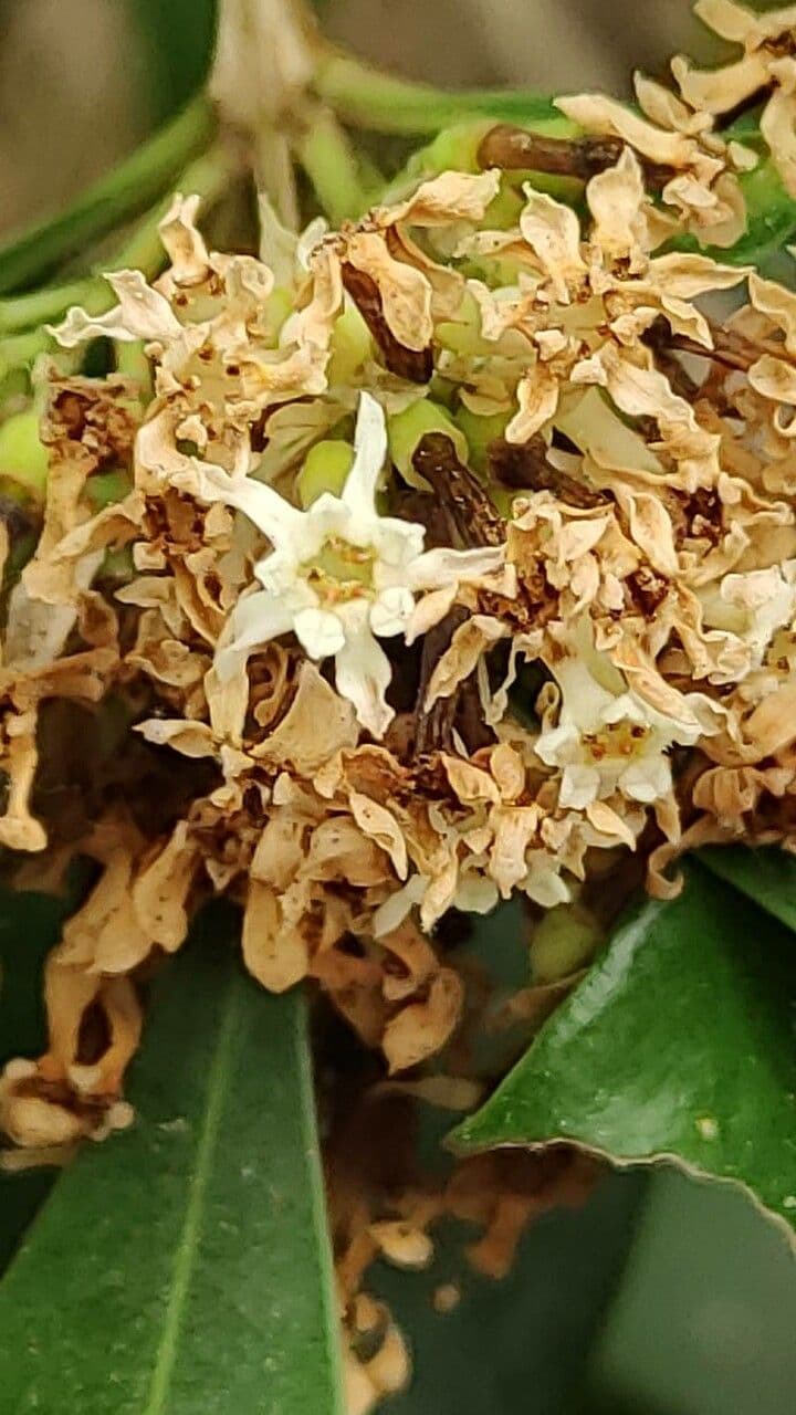 Olinia ventosa 3
