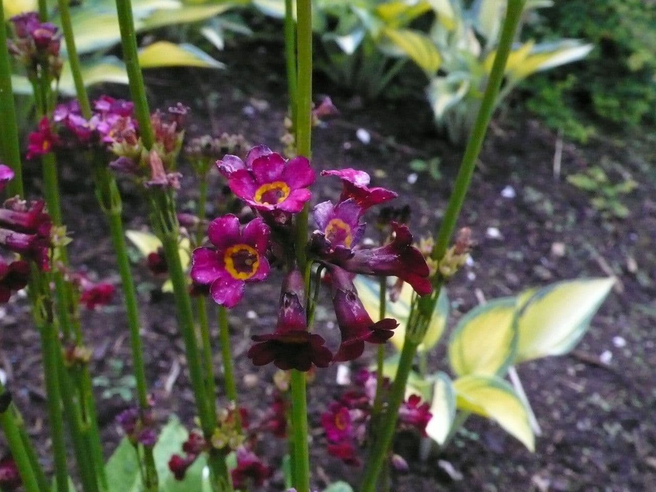 Primula