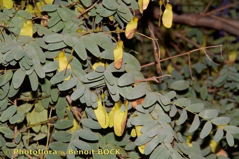 Tipu-Baum 28