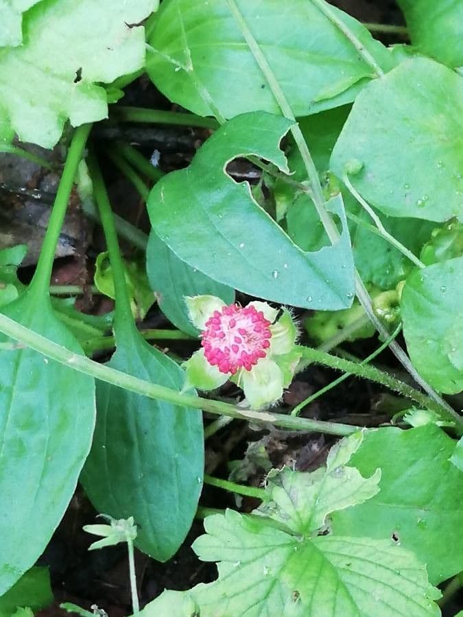 Gomphrena globuleuse 4
