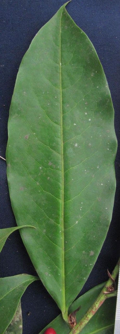 Erythroxylum 23