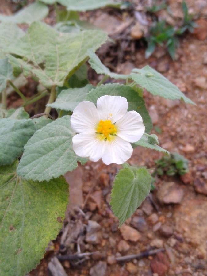 Herissantia