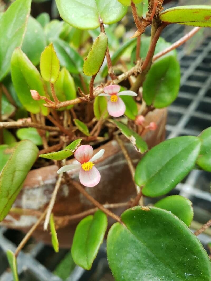 Begonia 2