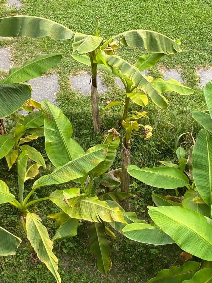 Bananovník“, “ 28