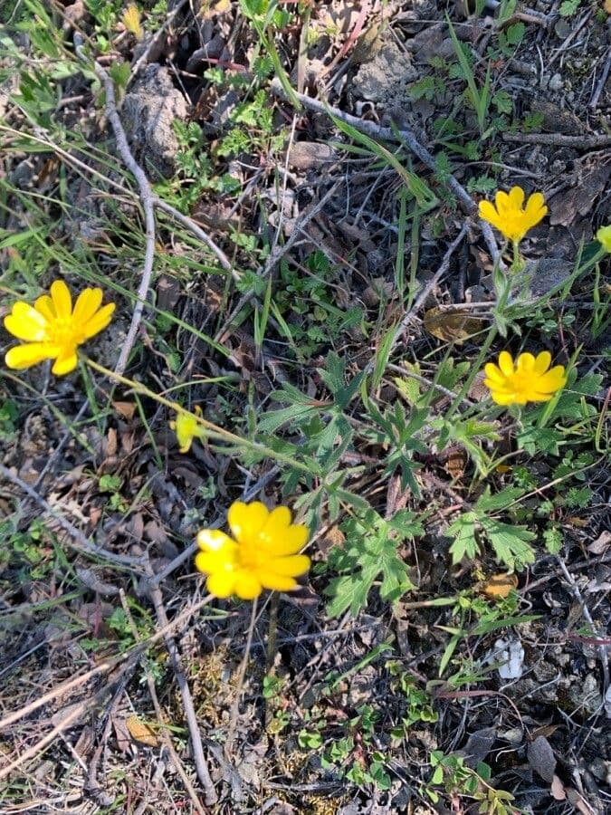 Ranuncolo della California 3