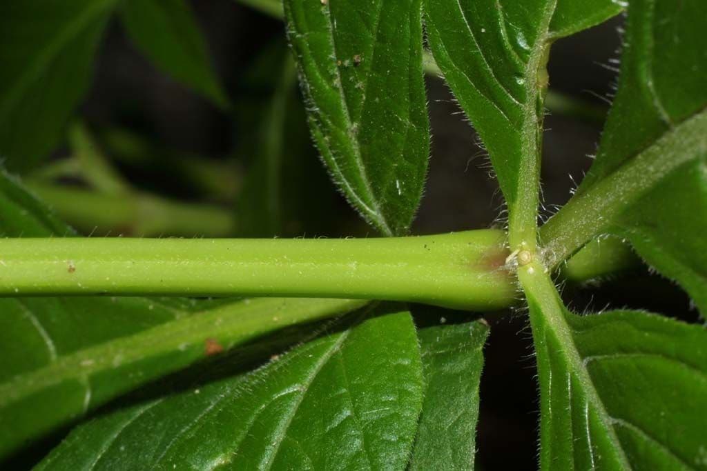 Ruellia 19