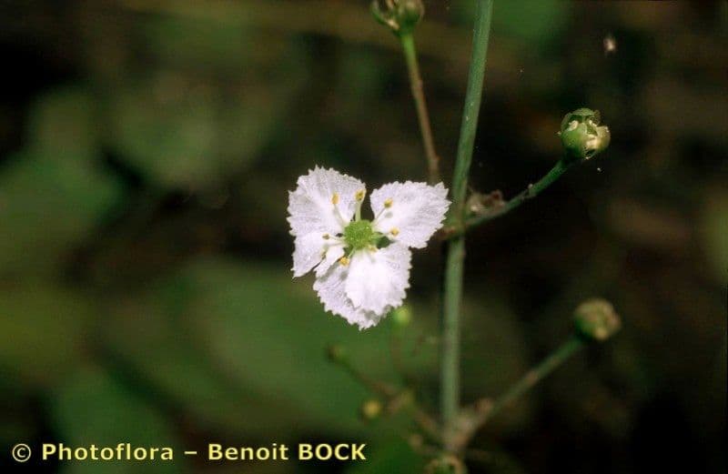 Caldesia parnassifolia 3