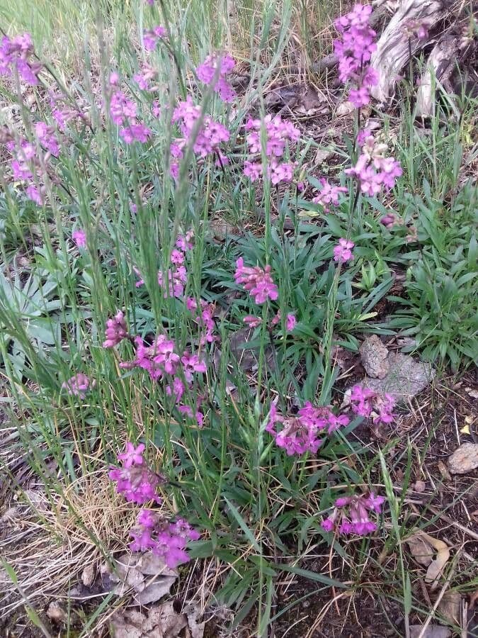 Silene viscido 6