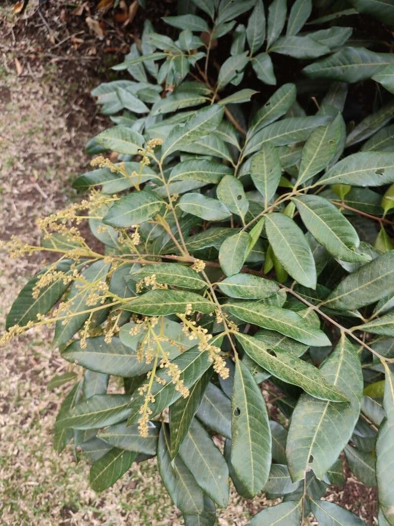 Longan 18