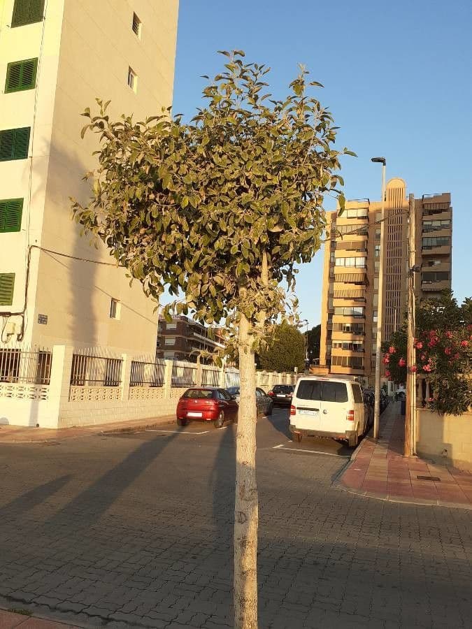 Juckbaum 14