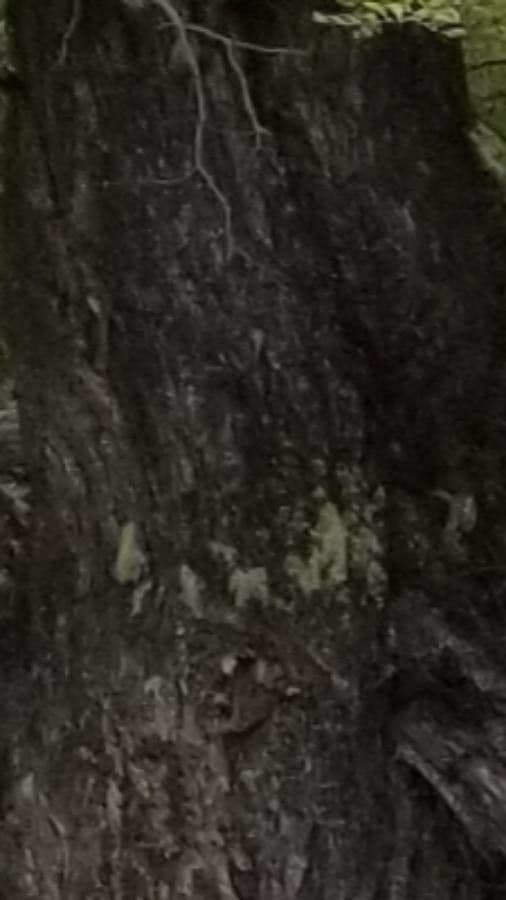 Nothofagus 18