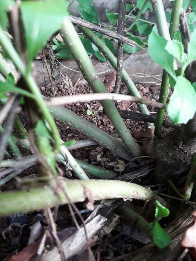 Pluchea indica 16