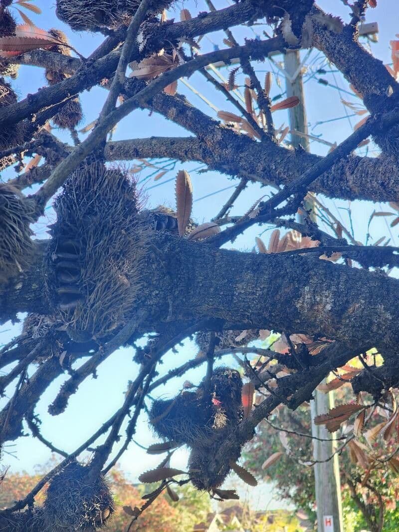 Banksia 21