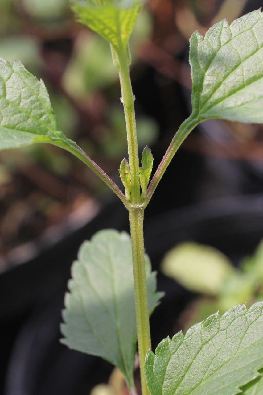 Bog sage 19
