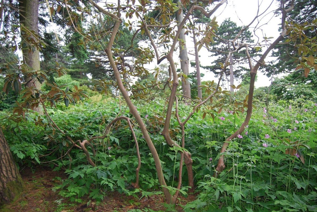 Rododendro 7