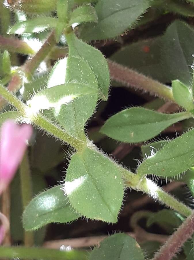 Saponaria rossa 18