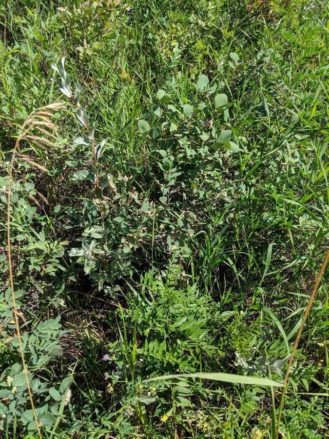 Symphoricarpos occidentalis 12