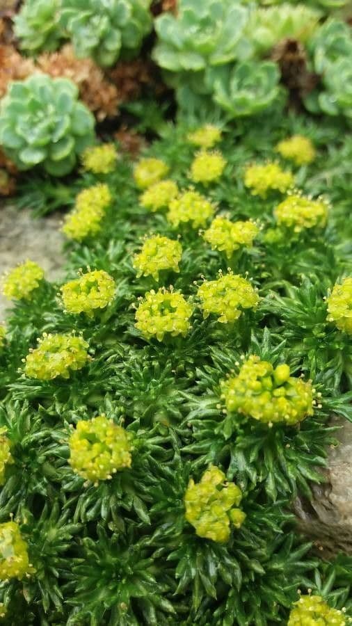 Azorella 3