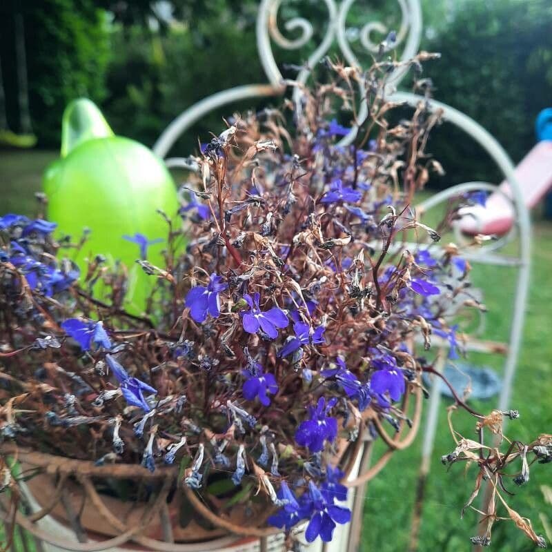 Lobelia 2
