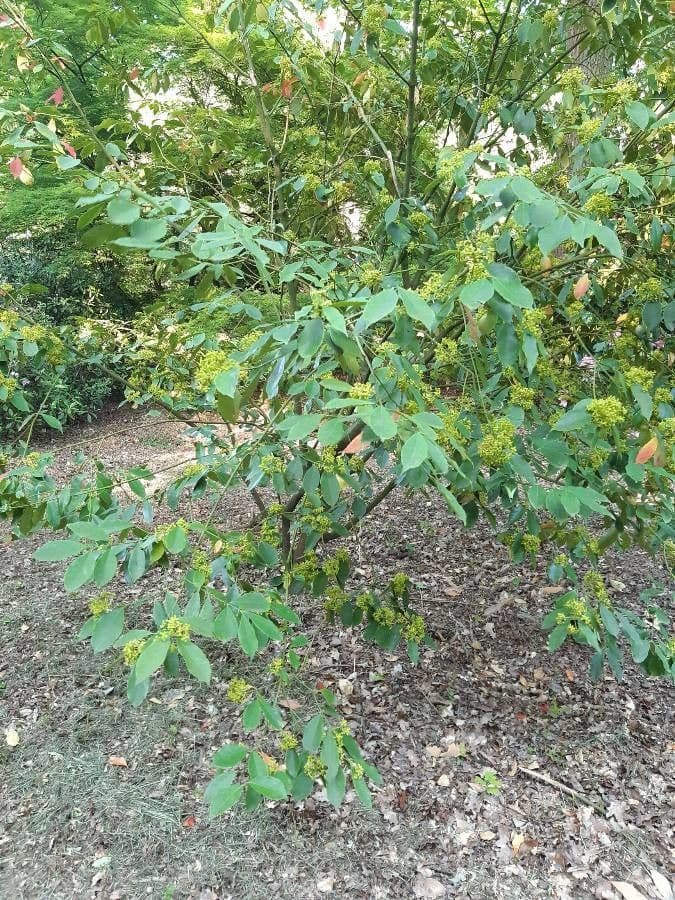 Euonymus myrianthus 11