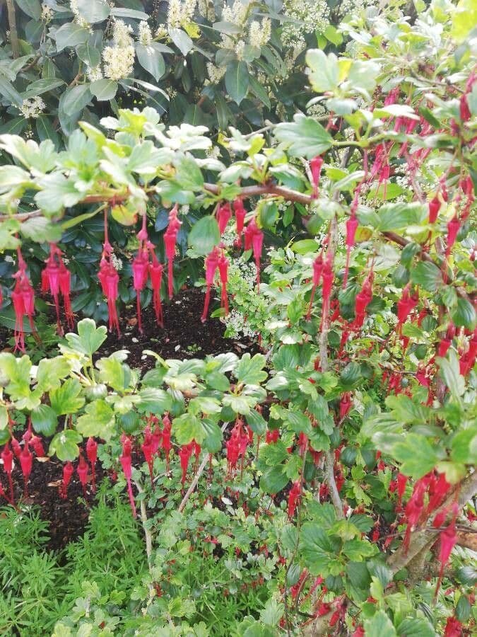 Fuchsiöse johannisbeere 18