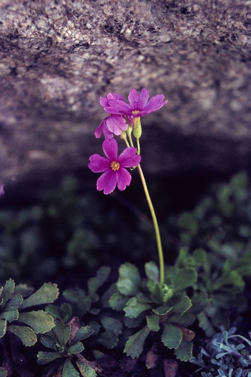 Primula 8