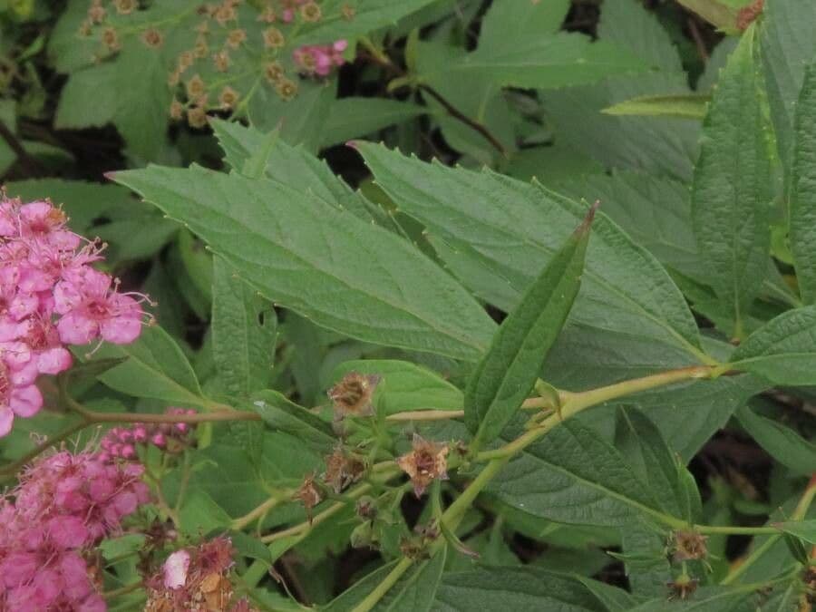 Spirea del Giappone 17