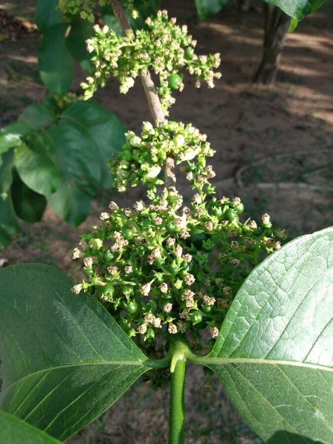 Vangueria madagascariensis 6