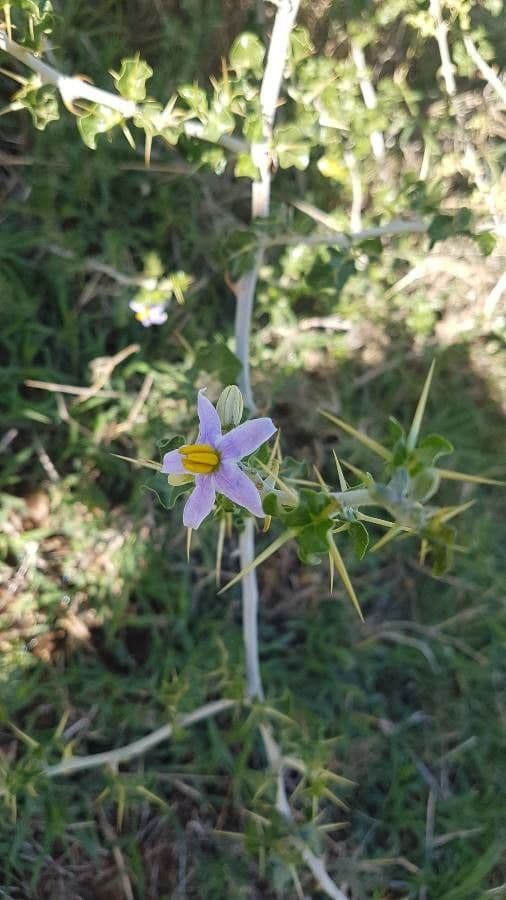 Solanum aculeastrum