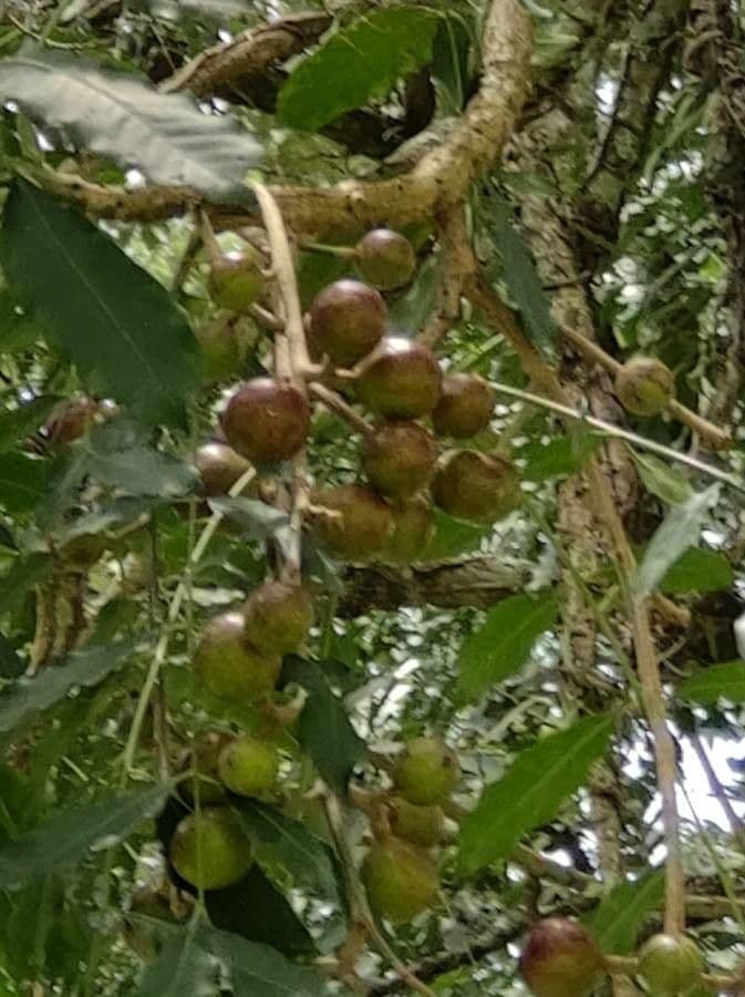 Cabralea canjerana 2