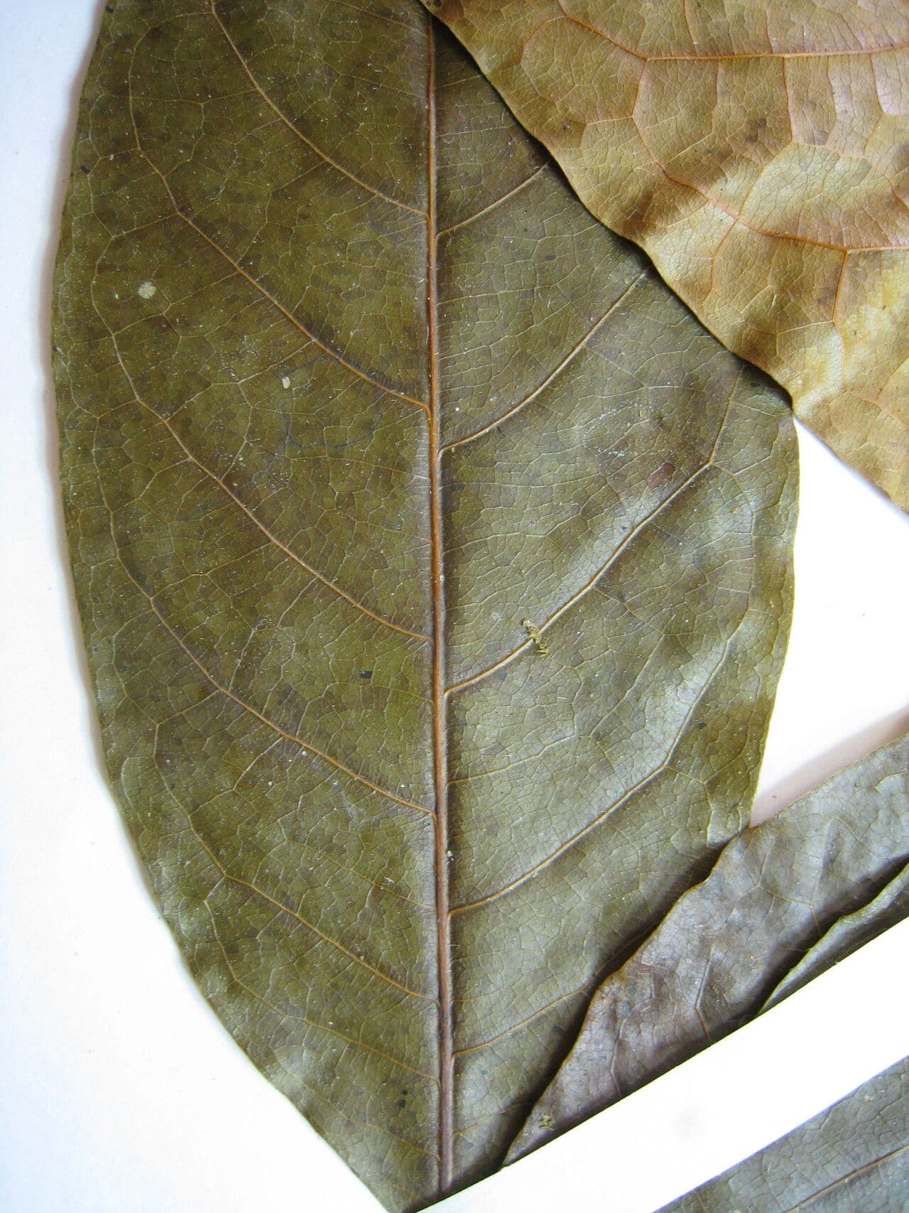 Hirtella 3