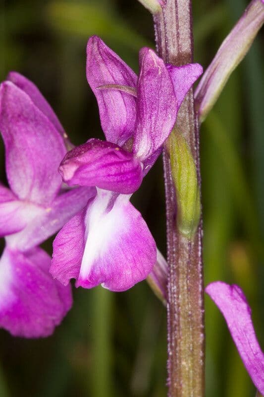 Orchide di palude 18