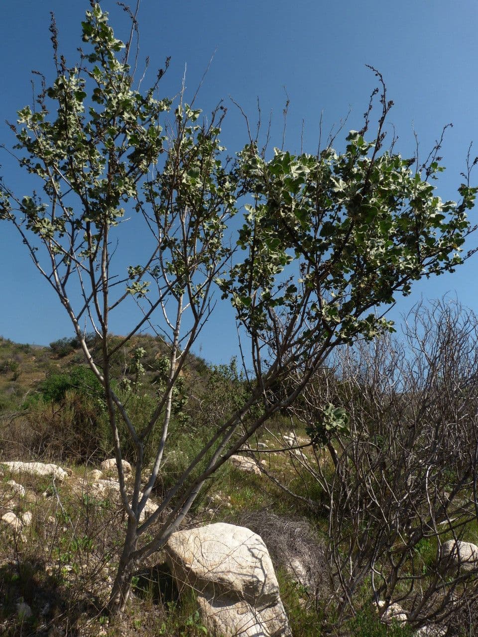 Malacothamnus 2