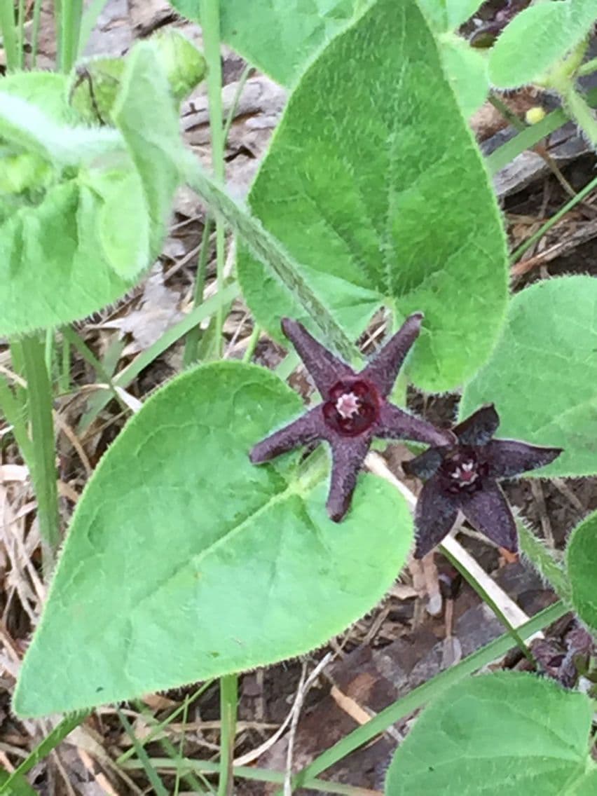 Matelea biflora 10
