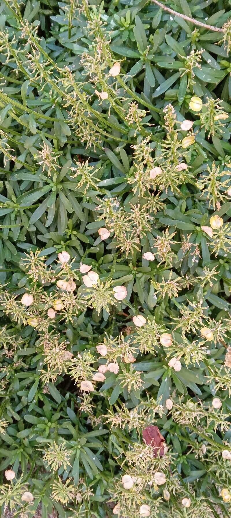 Iberis sempreverde 12