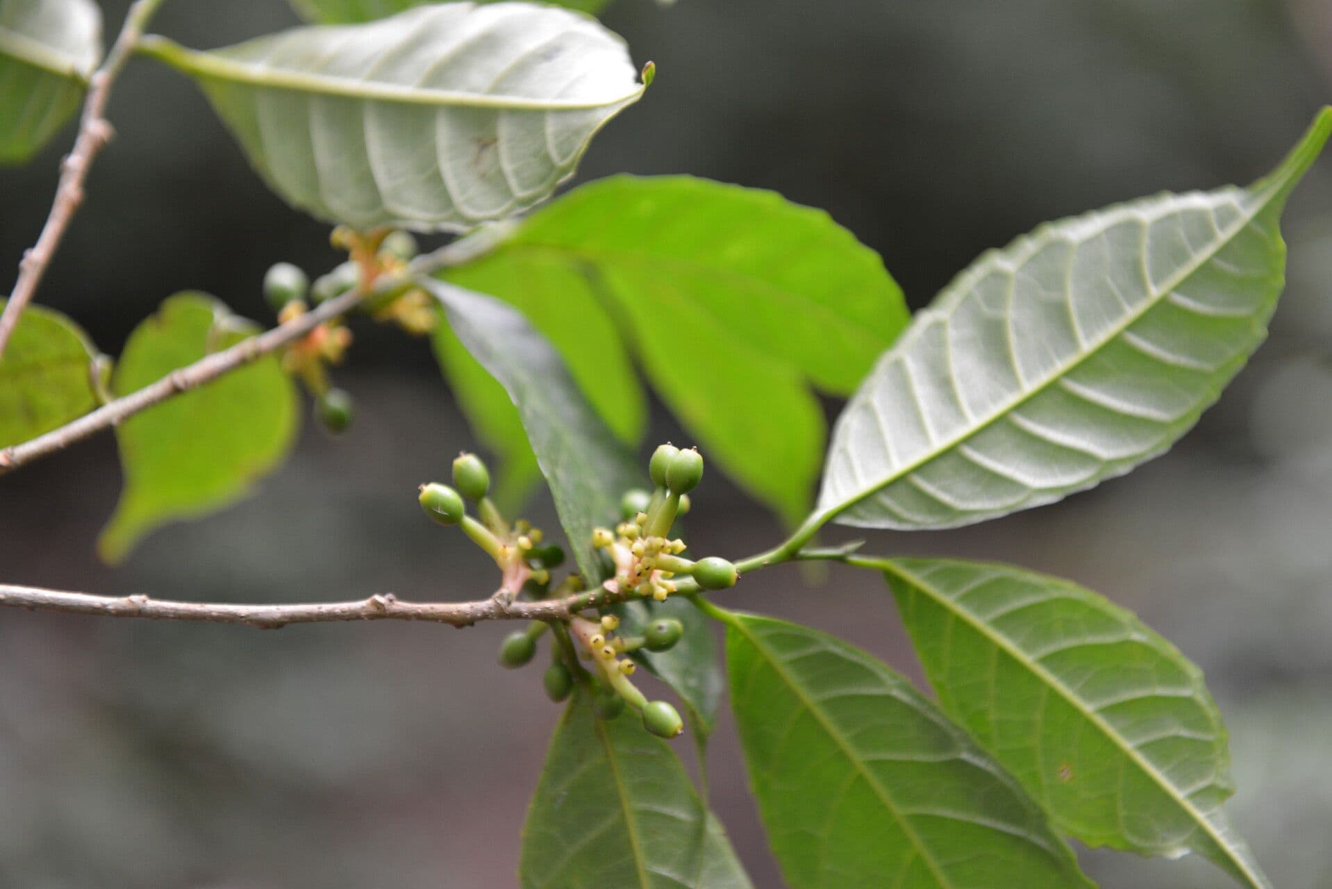 Sorocea trophoides 5