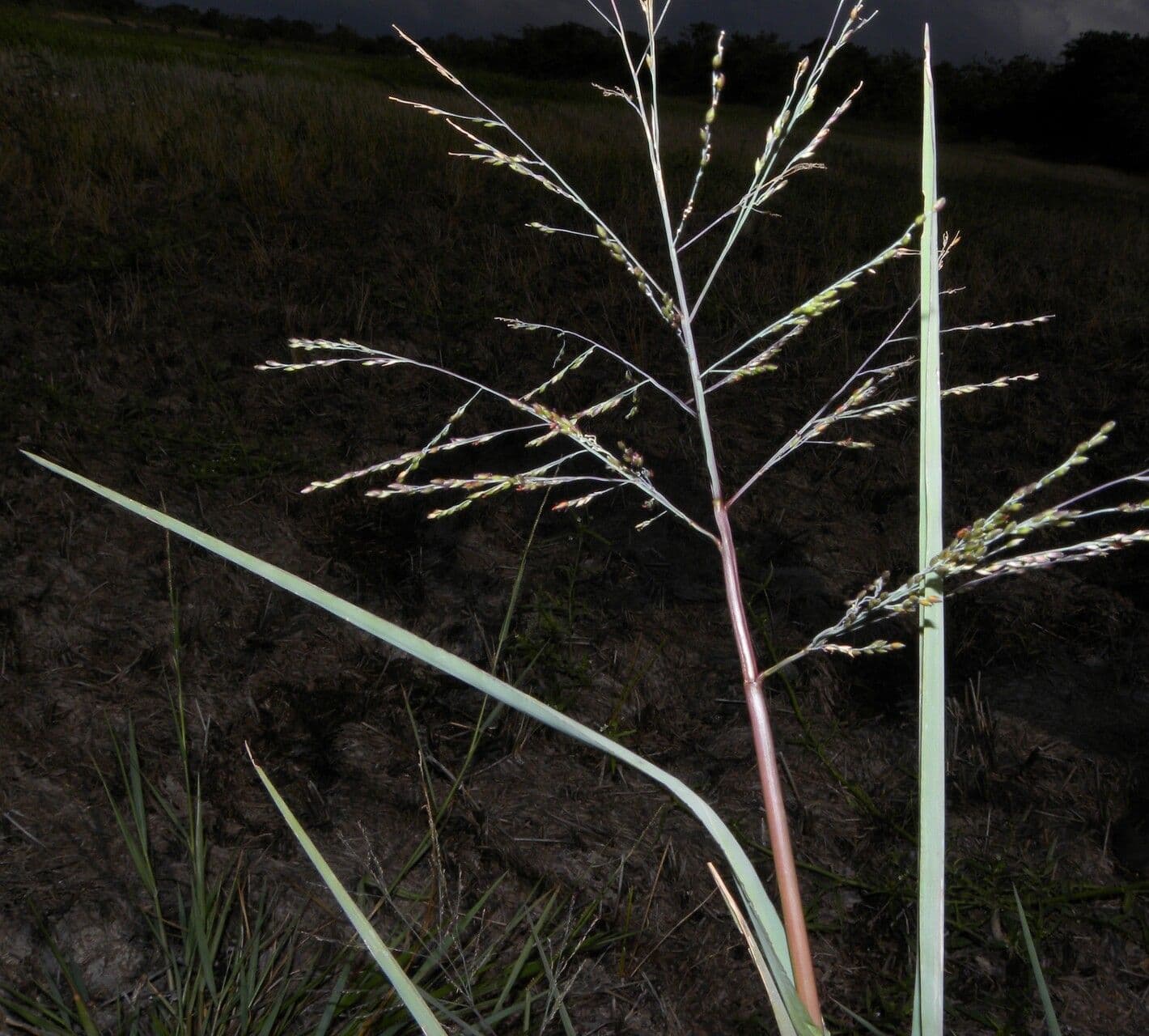 Panicum 9