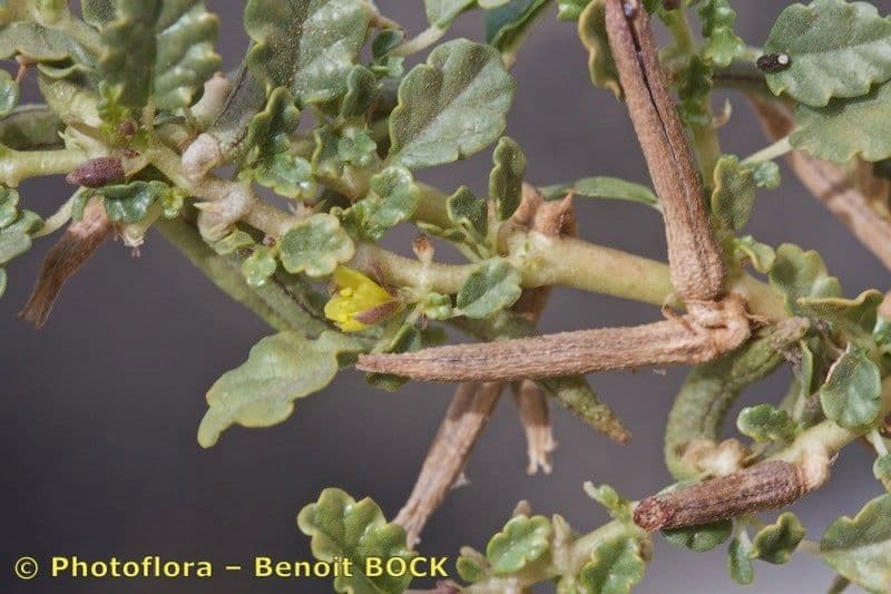 Corchorus 18