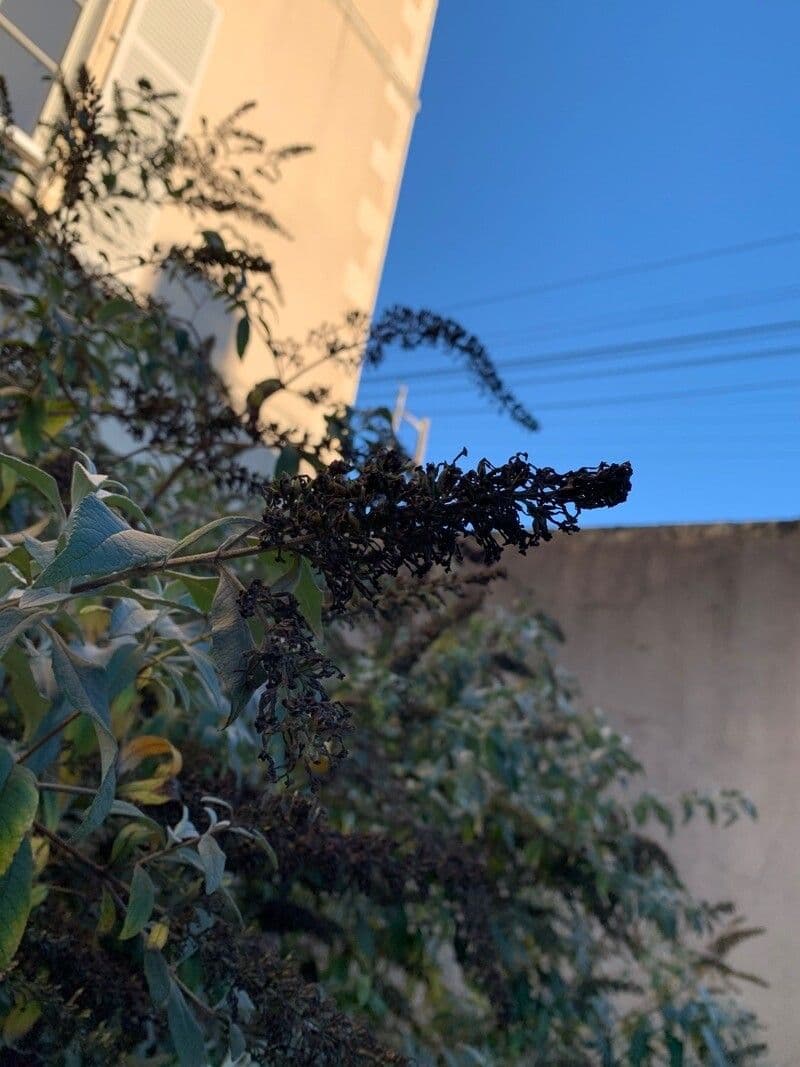 Buddleja asiática 3