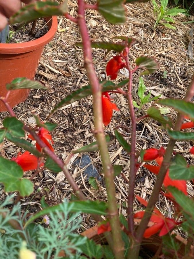 Begonia boliviana 19