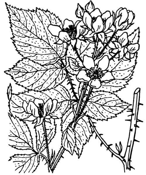 Rote Brombeere 16
