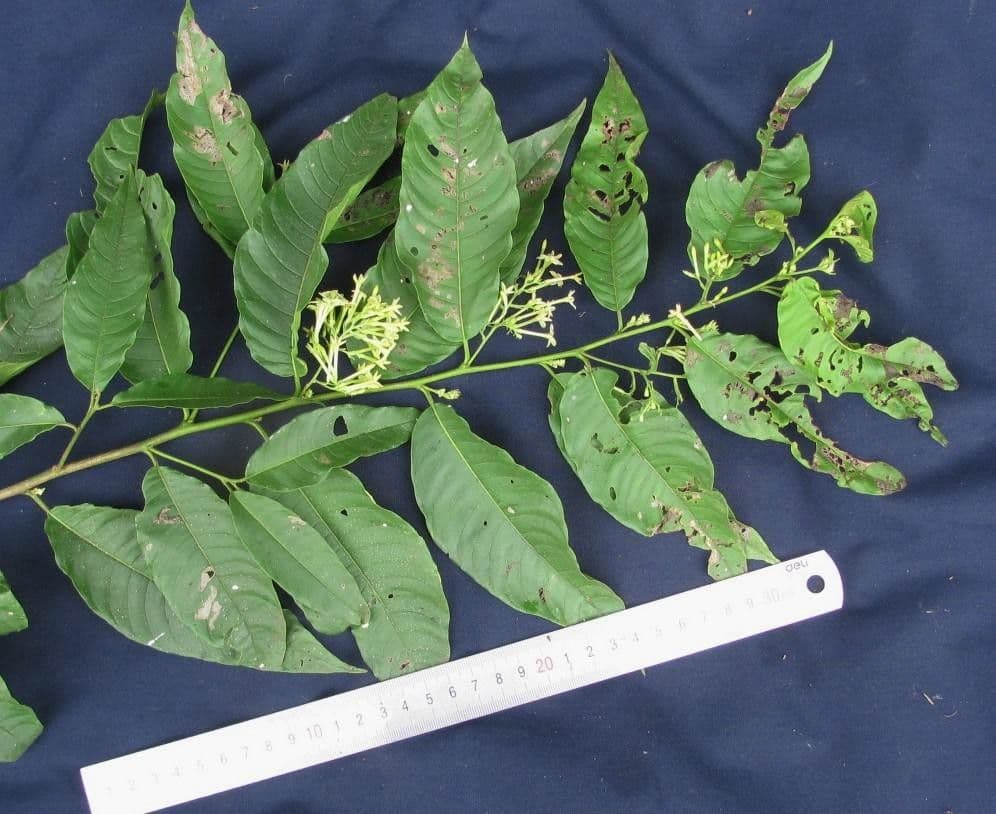 Cestrum strapcovité 22